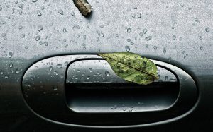 Car Door Handle Covered In Rain & Leaves