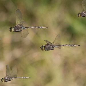 Dragonfly Swarm