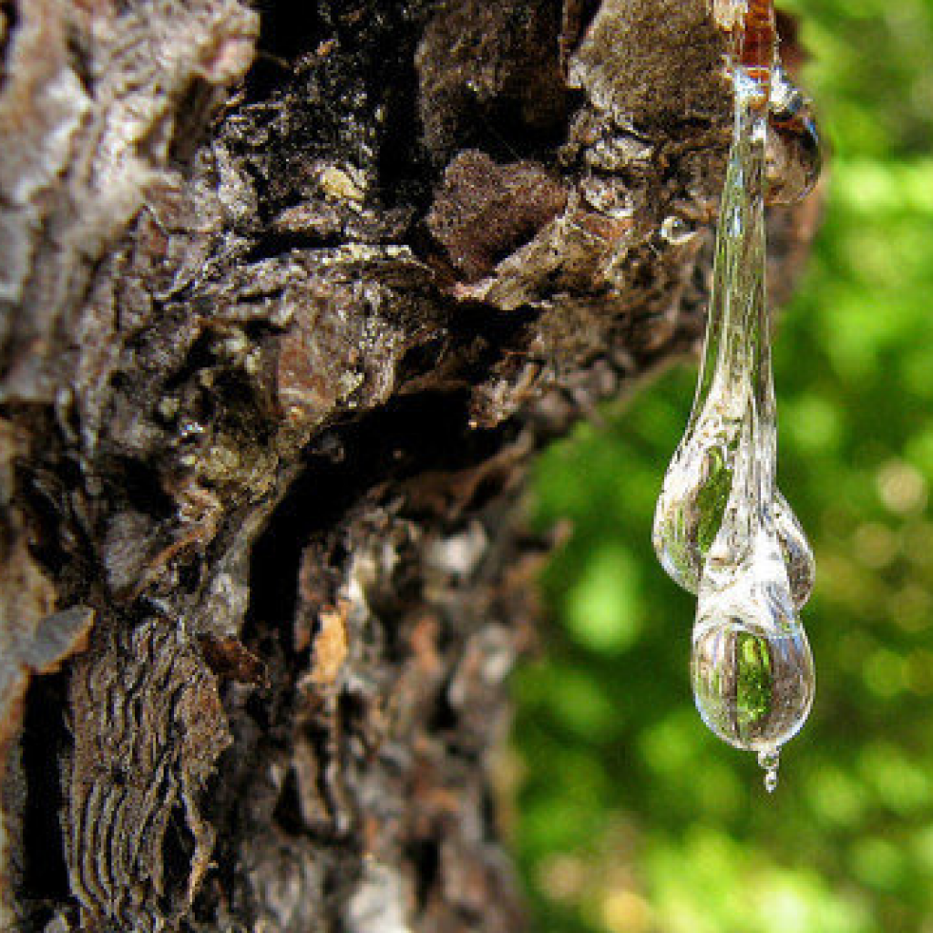 Why Is My Tree Producing Sap at Marion Brady blog